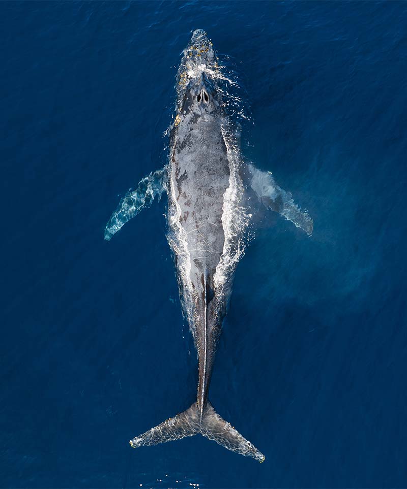 A breathtaking aerial view of a majestic humpback whale swimming gracefully in the sparkling azure waters. Its massive, sleek body dominates the frame, displaying a mottled pattern of dark and light gray hues along its back. The whale's characteristic knobby head is visible, along with its blow hole as it exhales a fine mist of water. It is creating a stunning spectacle of power and beauty.